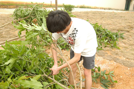 08年班级植树活动