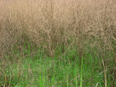 《生命》作者廖毅宏