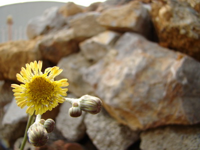 《石围下的雏菊》作者戴军